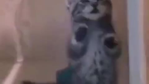 Funny Dogs & Cats compilation videos #01- Very funny #shorts