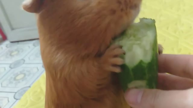 Hamsters revel in cucumber