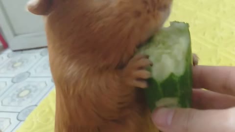 Hamsters revel in cucumber