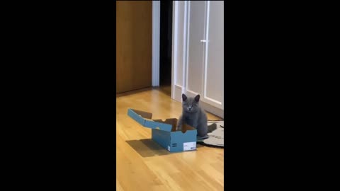 Funny animals - Funny cats / dogs - Funny animal videos 2024 - Part 6