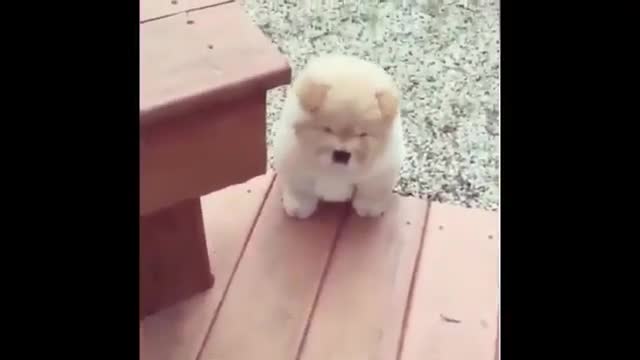 Cute Baby Animals Videos Compilations- Cutest Moments Of The Animals