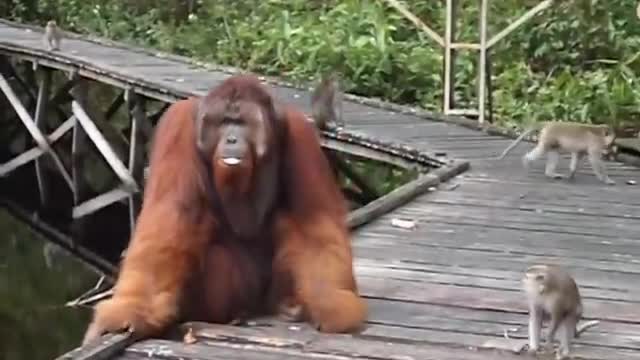 Dont steal a banana out of an orangutans mouth