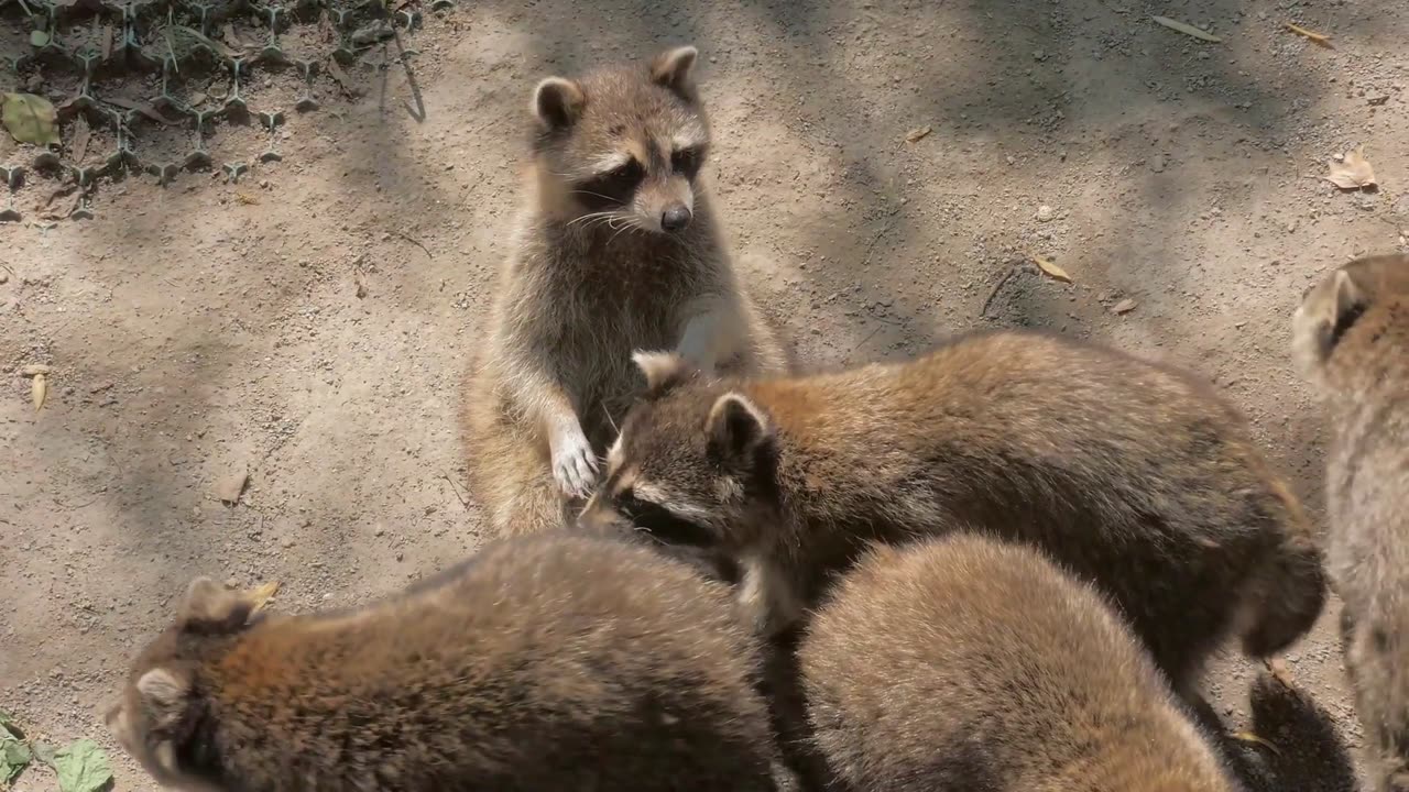 Raccoon Dog: The REAL Animal That Looks Like a Raccoon!