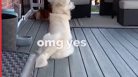 Dog Only Responds To The Word 'Pizza'