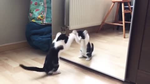 Funny cat and mirror