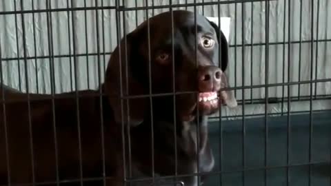 Dog face stuck on kennel
