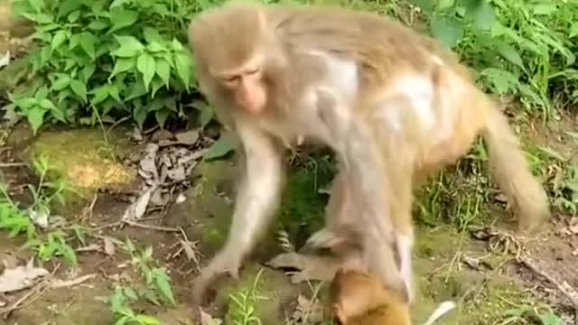 Angry Mother Monkey And Her baby