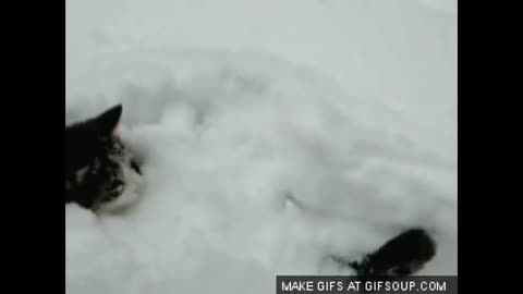 Funny cat video