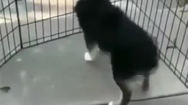 A dog very nice dancein vry funy video