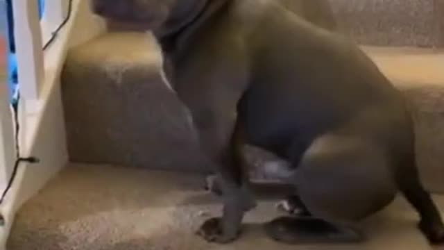 dog admitting to going to the toilet on the floorππππβ