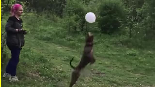 Best of the best funny animals