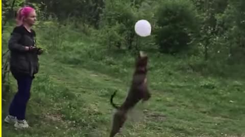 Best of the best funny animals