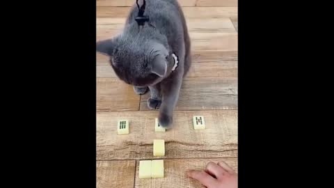 Super Cute Pets And Smart Animals Compilation