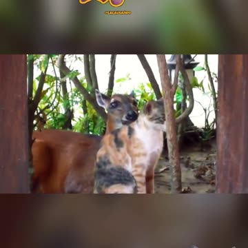 Carinho entre as Espécies