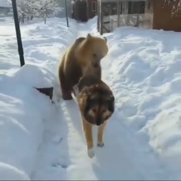 Playing bear follows dog in the snow