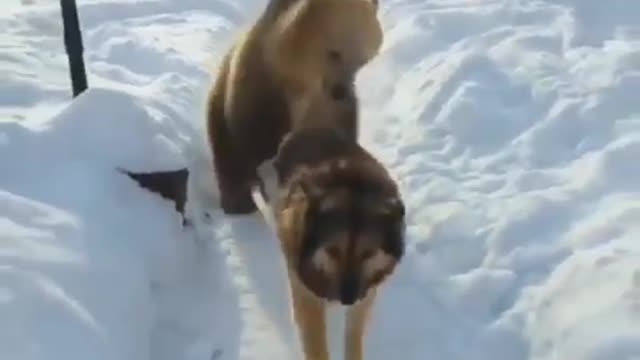 Playing bear follows dog in the snow