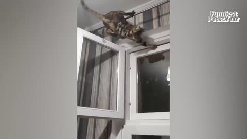 The FUNNIEST Pet Videos of 2023