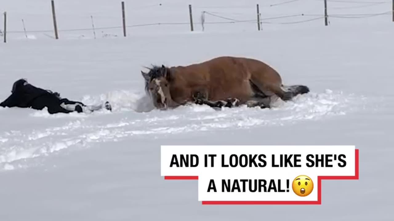 My Horse Loves Making Snow Angels