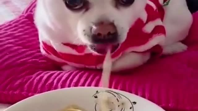 "NOWDAYS DOGS ARE LOOSING THEIR WEIGHT" #shorts #FunnyVideos #comedyvideos