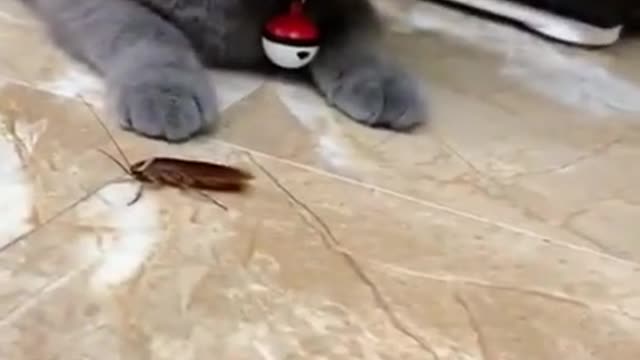 Cute cat befriends a cockroach!