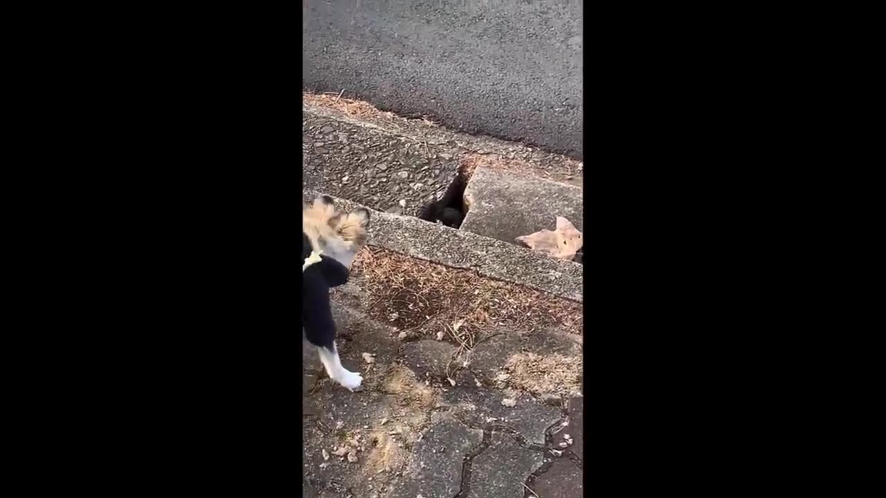 Ninja Cat Strikes Again! Funny Cat Actions #funnycats #funnycatvideos #cat #funnyvideo