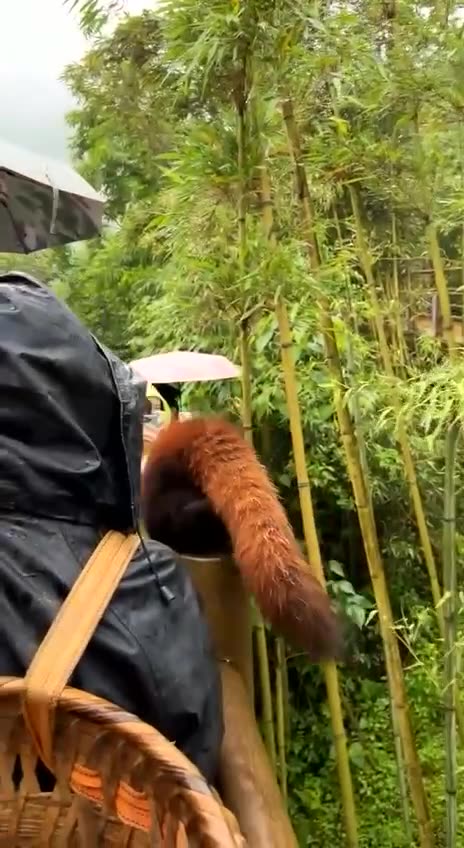 Red Panda has personal bodyguard