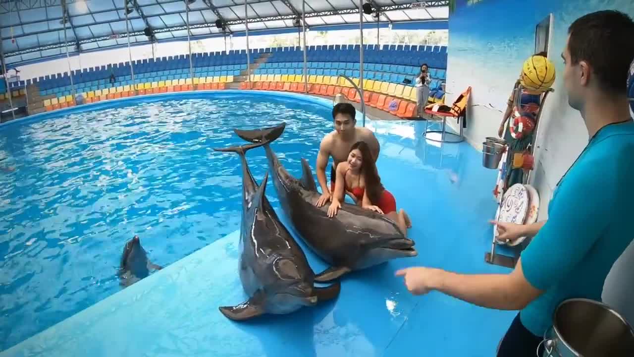 Video attractive swimming with dolphin