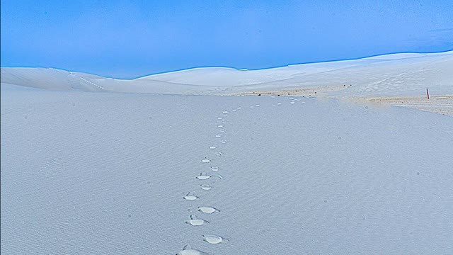 A Walk Through White Sands