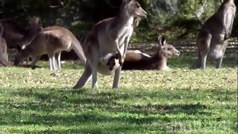 Discover the Fascinating World of Kangaroos- Amazing Adaptations and Social Behavior