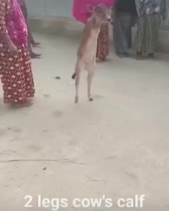 Two leg cow-calf | Cute Wild Animals