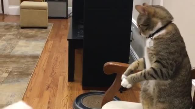 Grey cat on chair deflects and hits white dog