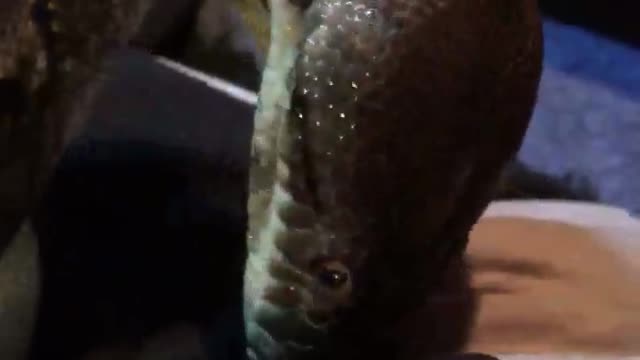 Snake Attempts to Shed on Hand