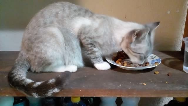 Princess indulging in a good snack
