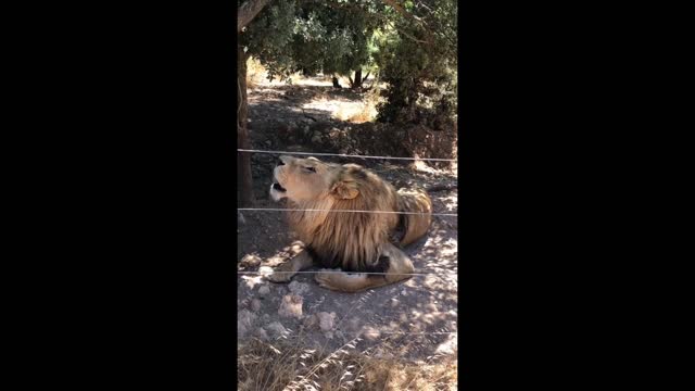 Amazing animals Lion King is back