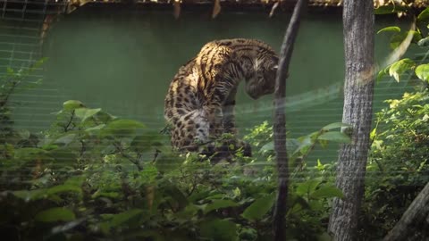 Wild Animal | Nature Beauty Animal | Wildlife Video | Funny Animal