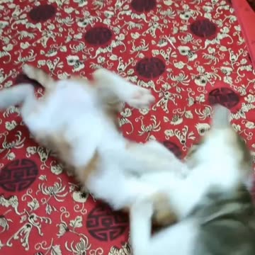 Fanny Cat Video And Kittecat Video