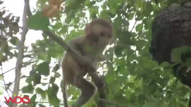 Monkeys Funny Highlights 2021