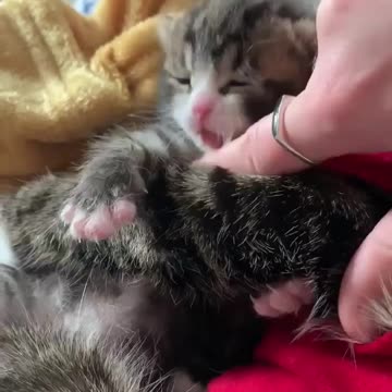 Madre gata se reencuentra con su bebé por el que tanto lloró y suplica que no los separen