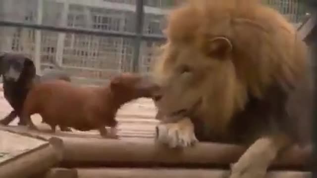 Lion love dogs . Today viral videos