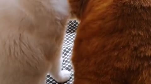 Is my baby cat cute#4