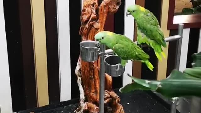 rare green parrot