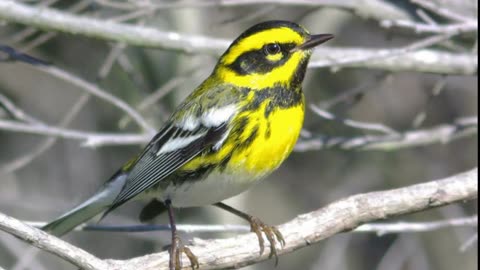 Townsend's Warbler Sound Video