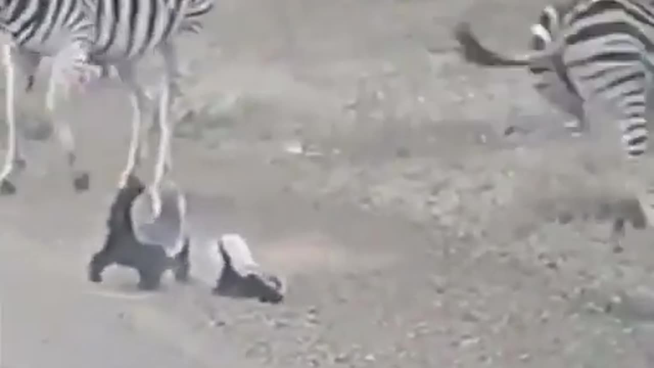 Honey Badger stops her kid from doing something stupid.