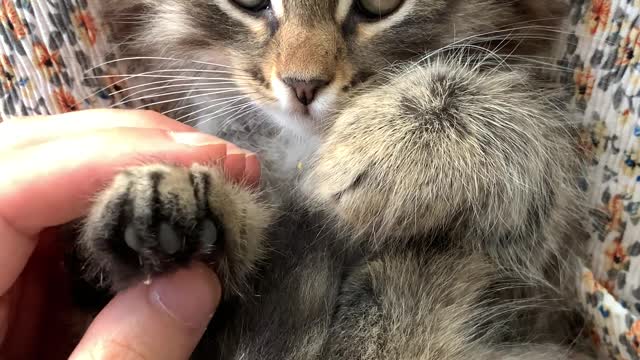 a person massaging the paws of a kitten