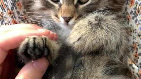 a person massaging the paws of a kitten