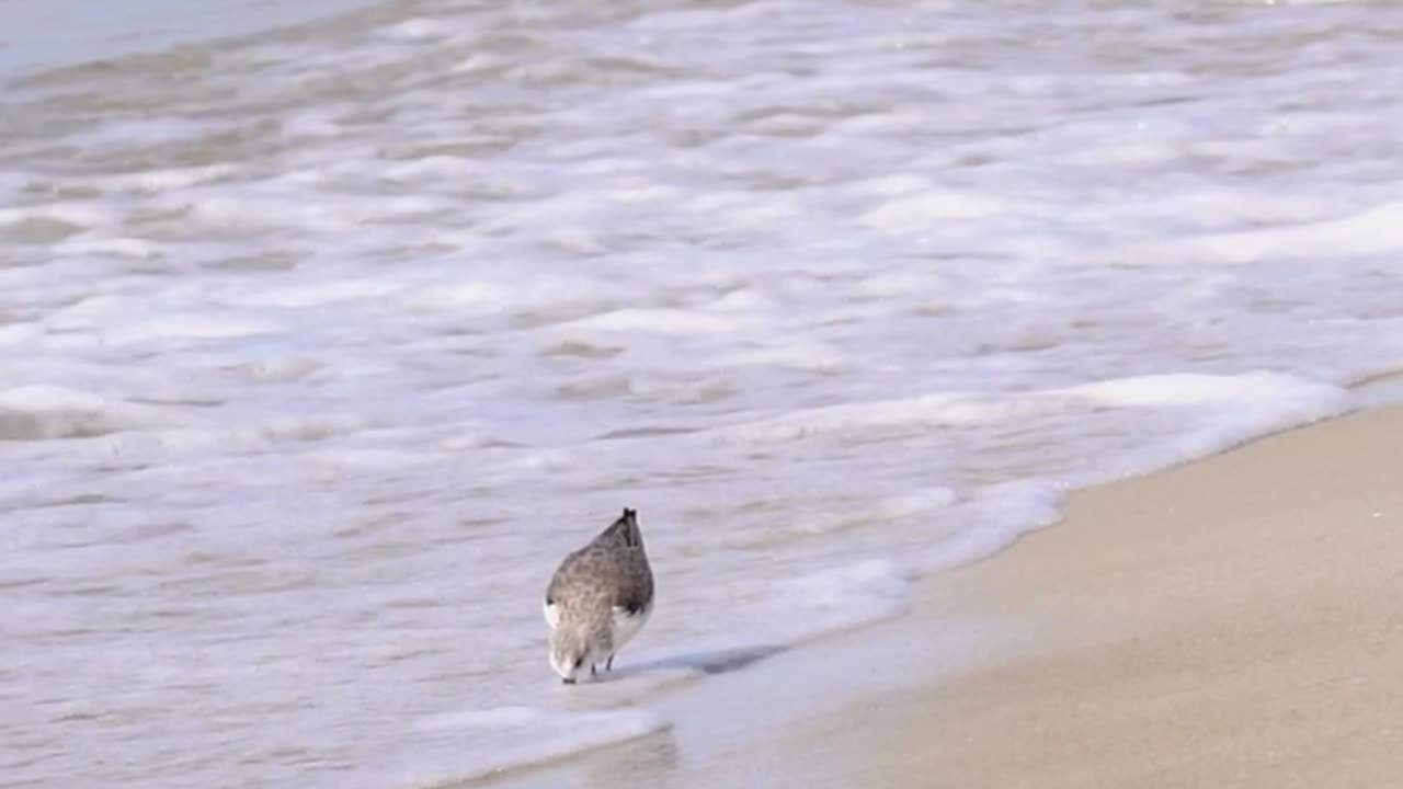 A bird is standing on the beach