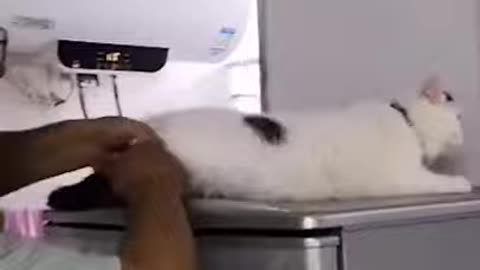 Lovely Cat, black cat, cats, funny cats, funny cat fighting pouches and slaps