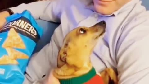 Funny pets#funny - dogs video##