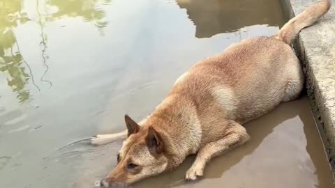 Dog Funny