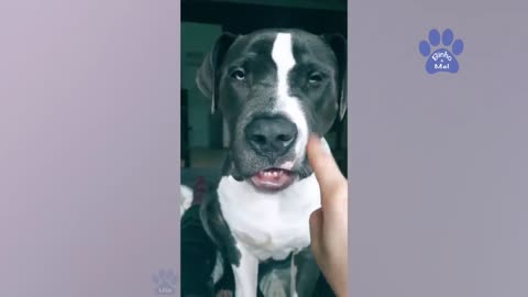Funny animals and babies - Funny cats and dogs pet